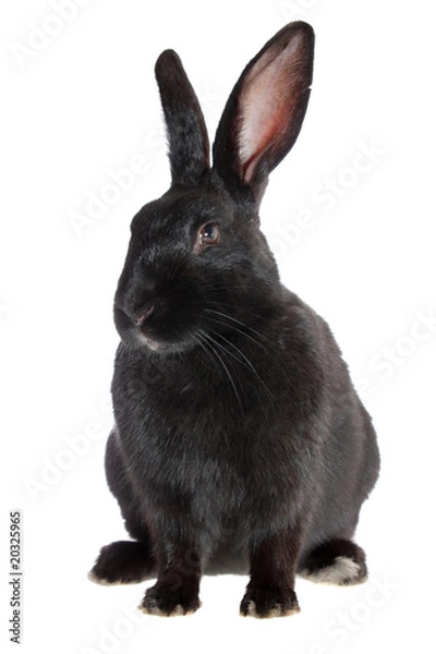Obraz black rabbit.