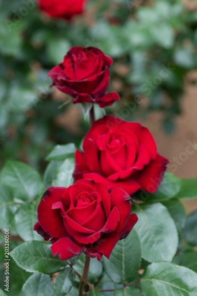 Obraz 真っ赤なばら「ナディア」の花のアップ