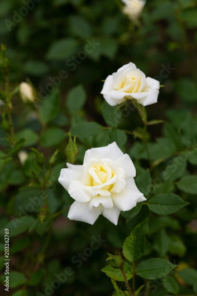 Fototapeta 白いミニバラの花のアップ