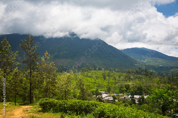 Obraz Tea plantation