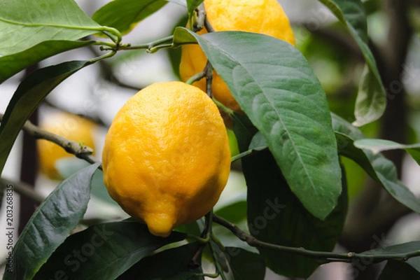 Obraz Ripe lemon on a branch