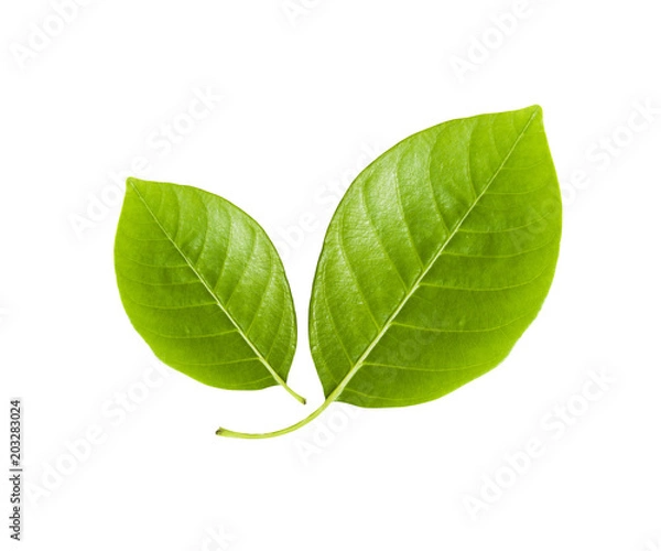 Obraz Two leaf 1