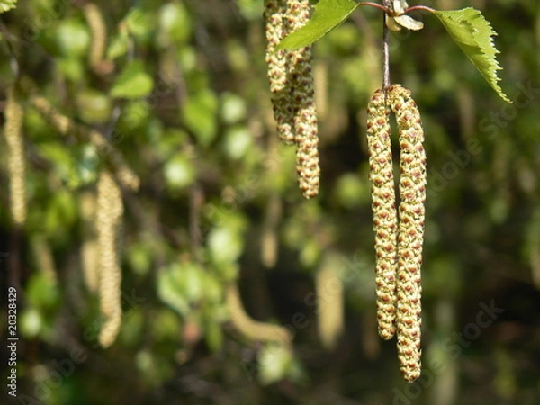 Fototapeta Blossoms of birch (catkins)