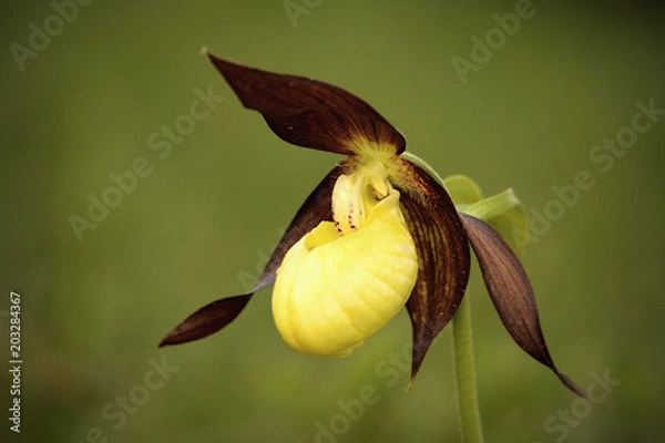 Obraz Cypripedium calceolus ,  lady's-slipper orchid, and the type species of the genus Cypripedium.