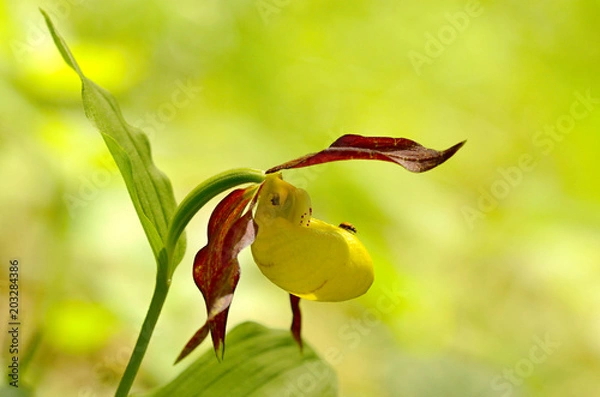 Obraz Cypripedium calceolus ,  lady's-slipper orchid, and the type species of the genus Cypripedium.
