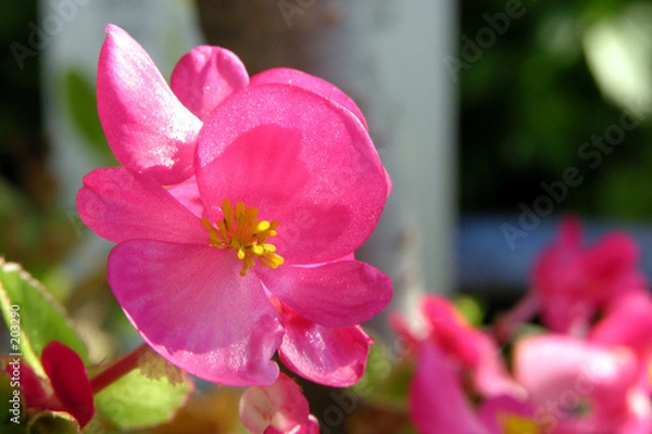 Fototapeta eisbegonie