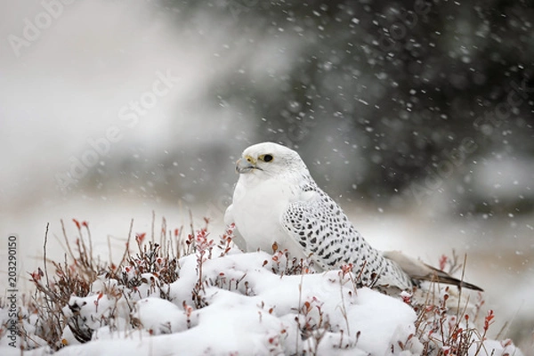 Obraz The gyrfalcon is a bird of prey (Falco rusticolus), the largest of the falcon species.  It breeds on Arctic coasts and tundra, and the islands of northern North America, Europe, and Asia. Falling snow