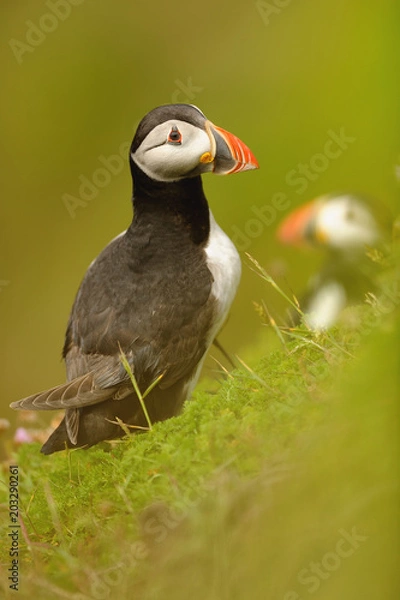 Obraz The Atlantic puffin (Fratercula arctica) is a species of seabird in the auk family.