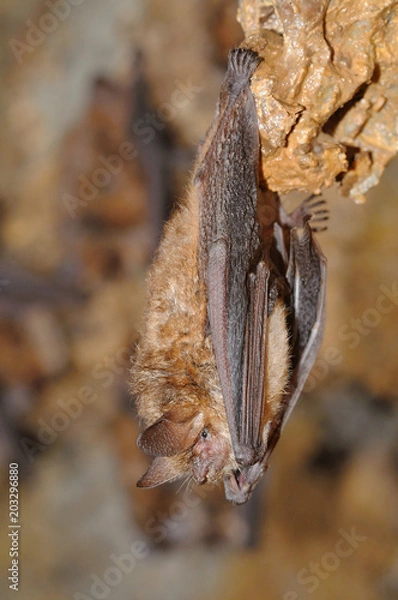 Obraz Geoffroy's bat Myotis emarginatus,  species of vesper bat.