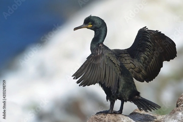 Obraz The European shag  Phalacrocorax Gulosus aristotelis) is a species of cormorant.