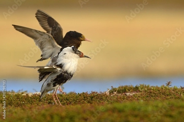 Obraz The ruff (Calidris philomachus pugnax);wading bird that breeds in marshes and wet meadows across northern Eurasia