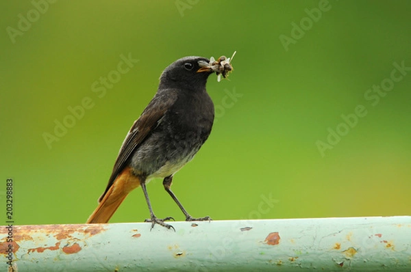 Obraz The black redstart (Phoenicurus ochruros) is a small passerine bird in the redstart genus Phoenicurus.