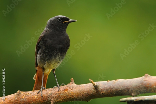 Obraz The black redstart (Phoenicurus ochruros) is a small passerine bird in the redstart genus Phoenicurus.