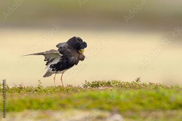 Obraz The ruff (Calidris philomachus pugnax);wading bird that breeds in marshes and wet meadows across northern Eurasia