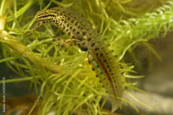 Obraz The smooth newt, European newt, Lissotriton vulgaris. Newt in the water