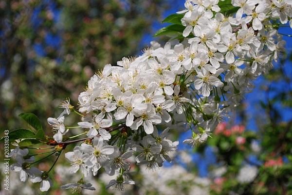 Fototapeta цветущая вишня
