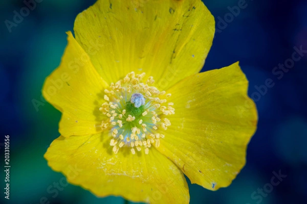 Obraz yellow explosion