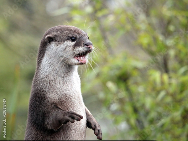 Obraz Close up portrait of an Asian or Oriental small clawed otter (Aonyx cinerea) calling  out