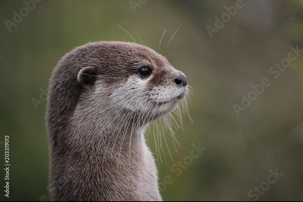 Obraz Cute close up portrait of an Asian or Oriental small clawed otter (Aonyx cinerea) with out of focus background