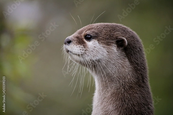 Obraz Cute close up portrait of an Asian or Oriental small clawed otter (Aonyx cinerea) with out of focus background