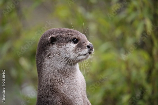 Obraz Cute close up portrait of an Asian or Oriental small clawed otter (Aonyx cinerea) with out of focus background