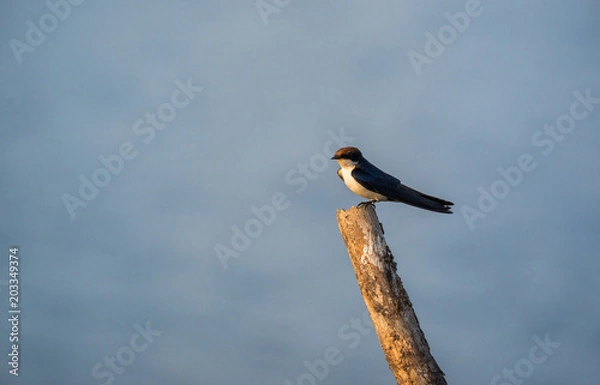 Obraz Wire-tailed swallow (Hirundo smithii)