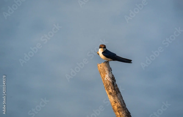 Obraz Wire-tailed swallow (Hirundo smithii)