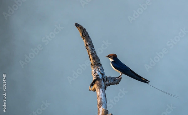 Obraz Wire-tailed swallow (Hirundo smithii)