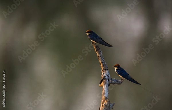 Obraz Wire-tailed swallow (Hirundo smithii)