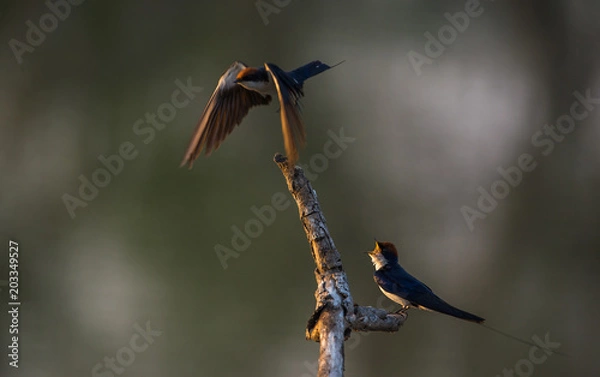 Obraz Wire-tailed swallow (Hirundo smithii)