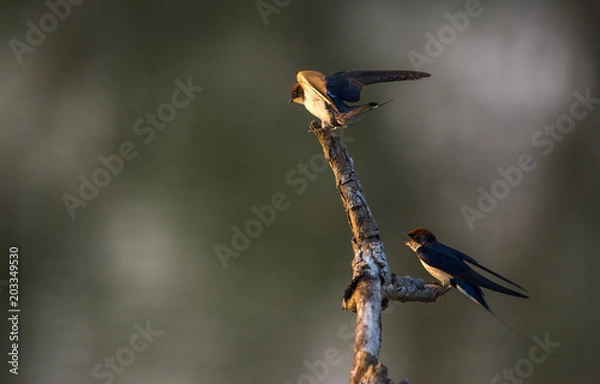 Obraz Wire-tailed swallow (Hirundo smithii)