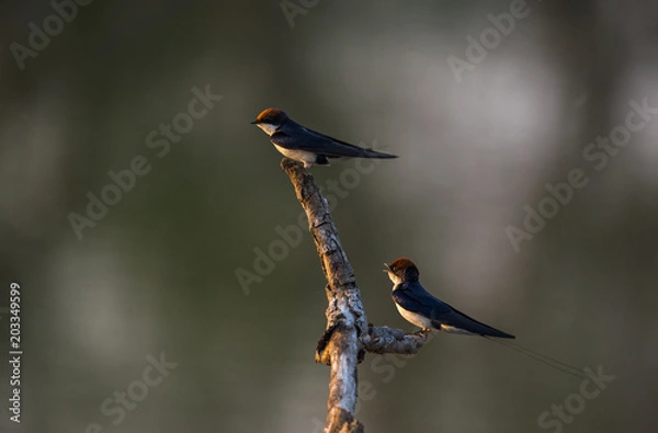 Obraz Wire-tailed swallow (Hirundo smithii)