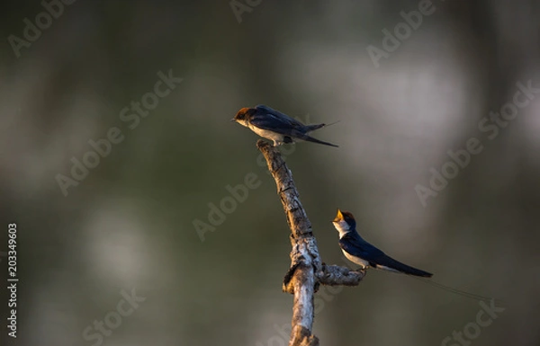 Obraz Wire-tailed swallow (Hirundo smithii)