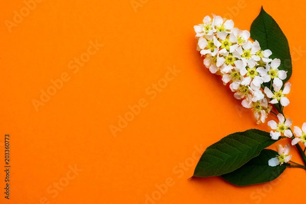 Fototapeta Flowering bird-cherry tree branch on orange background, place for your text