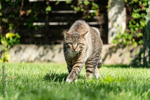 Obraz Domestic Cat Defending Its Territory