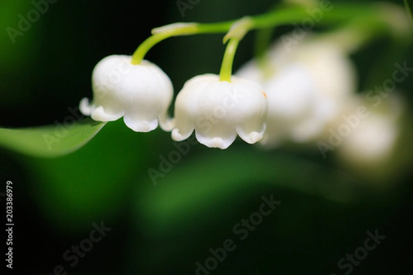 Fototapeta 植物 花 すずらん