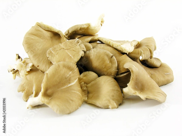 Obraz champignons pleurottes