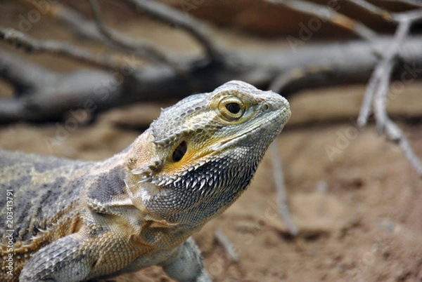 Fototapeta Lizard agame with yellow and grey colors not moving at all