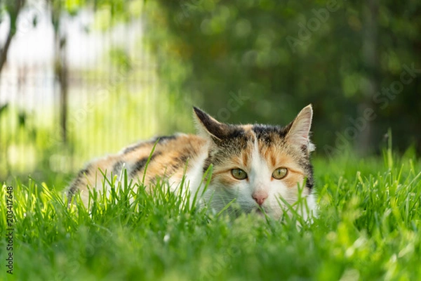Obraz Cat Hunting