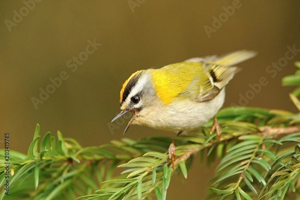 Obraz Firecrest´s crown   (Regulus ignicapillus) sitting on the branches. Singing male, Firecrest