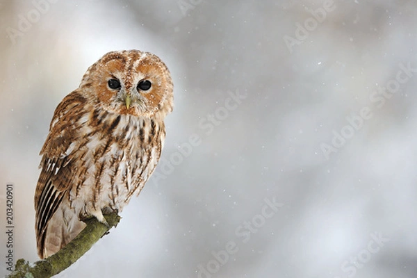 Obraz The tawny owl or brown owl (Strix aluco) is a stocky, found in woodlands across This nocturnal bird of prey hunts mainly rodents, usually by dropping from a perch to seize its prey,. Owl in snow. Port
