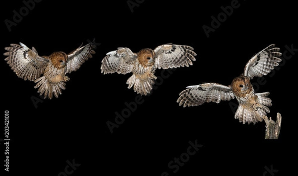 Obraz Tawny owl in flight (Strix aluco)