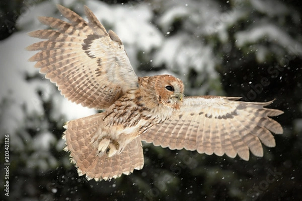 Obraz The tawny owl or brown owl (Strix aluco) is a stocky, found in woodlands across This nocturnal bird of prey hunts mainly rodents, usually by dropping from a perch to seize its prey,. Owl in snow. Port