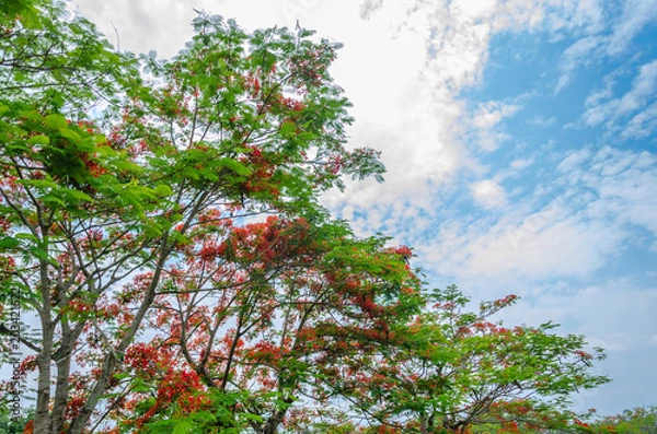 Obraz Orange tree with sky