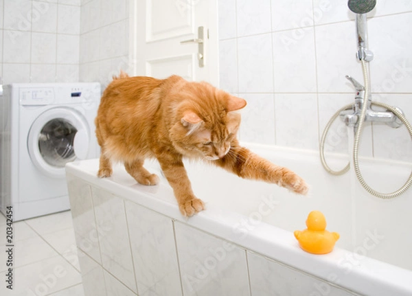 Obraz Kurilian bobtail on bath