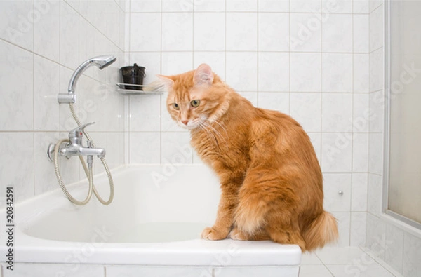 Fototapeta Kurilian bobtail on bath