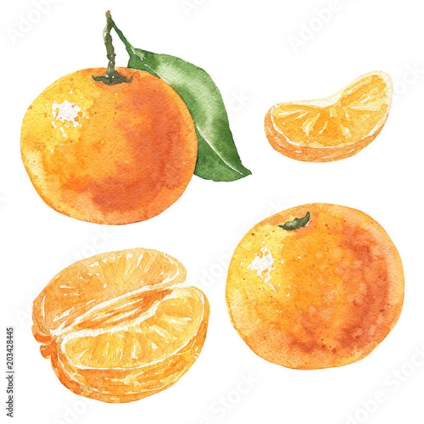 Obraz Ręcznie rysowane zestaw akwarela mandarynki, pyszne owoce cytrusowe na białym tle. Ilustracja żywności