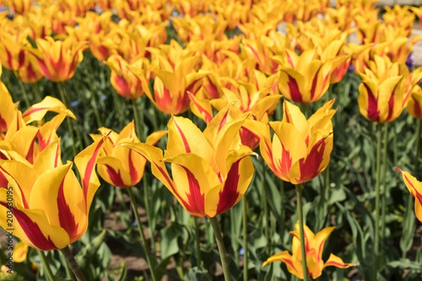 Fototapeta yellow red tulip garden closeup fire like fresh flowers