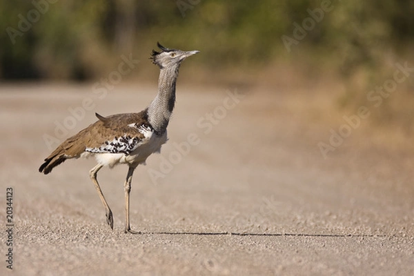 Fototapeta Kori Bustard
