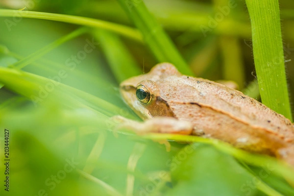 Fototapeta closeup of agile frog